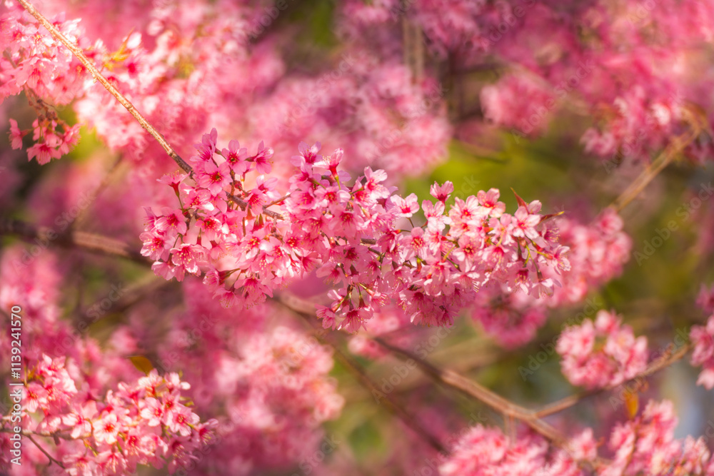 Pink Himalayan cherry blossoms bloom only in winter. Pink Himalayan cherry blossoms bloom only in winter.