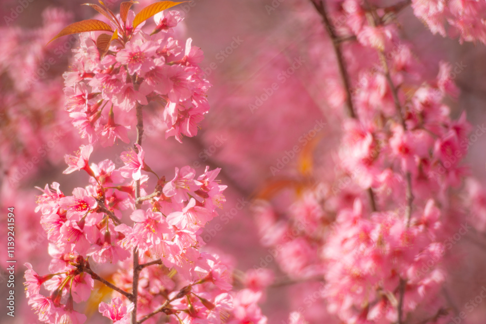 Pink Himalayan cherry blossoms bloom only in winter. Pink Himalayan cherry blossoms bloom only in winter.