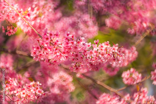 Pink Himalayan cherry blossoms bloom only in winter.