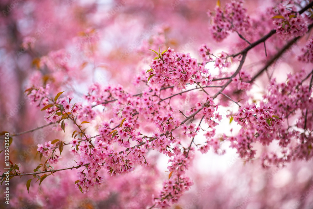 Pink Himalayan cherry blossoms bloom only in winter. Pink Himalayan cherry blossoms bloom only in winter.