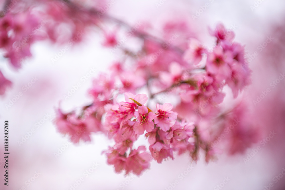 Pink Himalayan cherry blossoms bloom only in winter. Pink Himalayan cherry blossoms bloom only in winter.