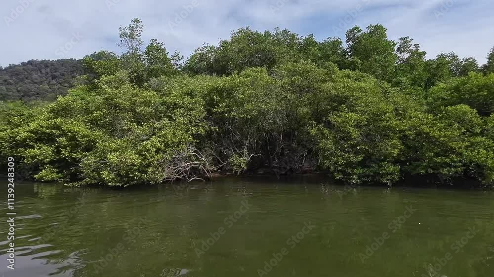 View of the mangrove forest. Moving sideward scene. Mandeh, West Sumatra, Indonesia View of the mangrove forest. Moving sideward scene. Mandeh, West Sumatra, Indonesia