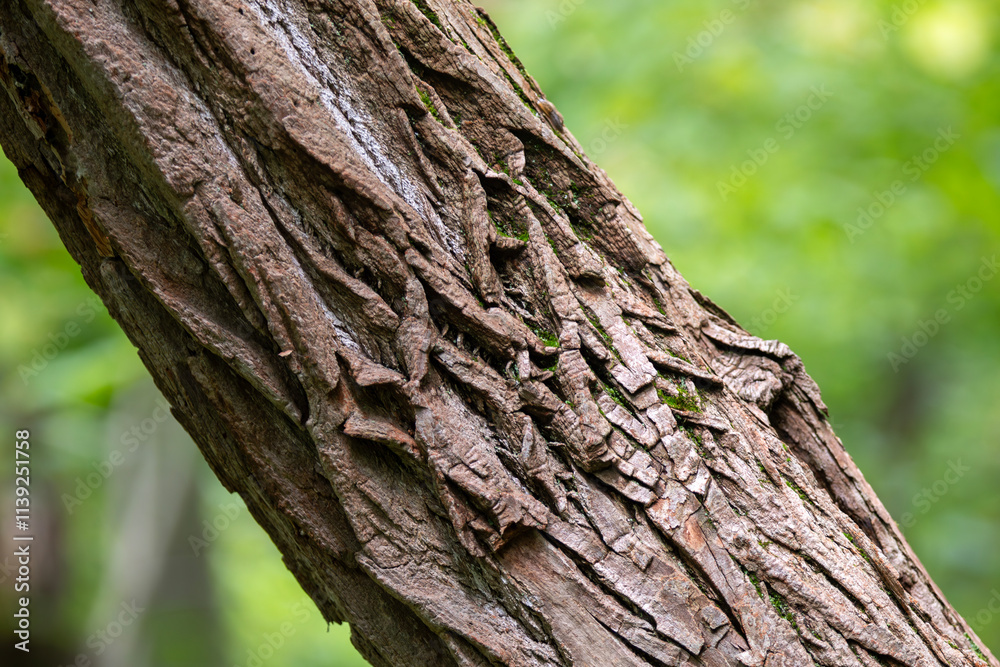 A tree trunk with an interesting textured design. A tree trunk with an interesting textured design.