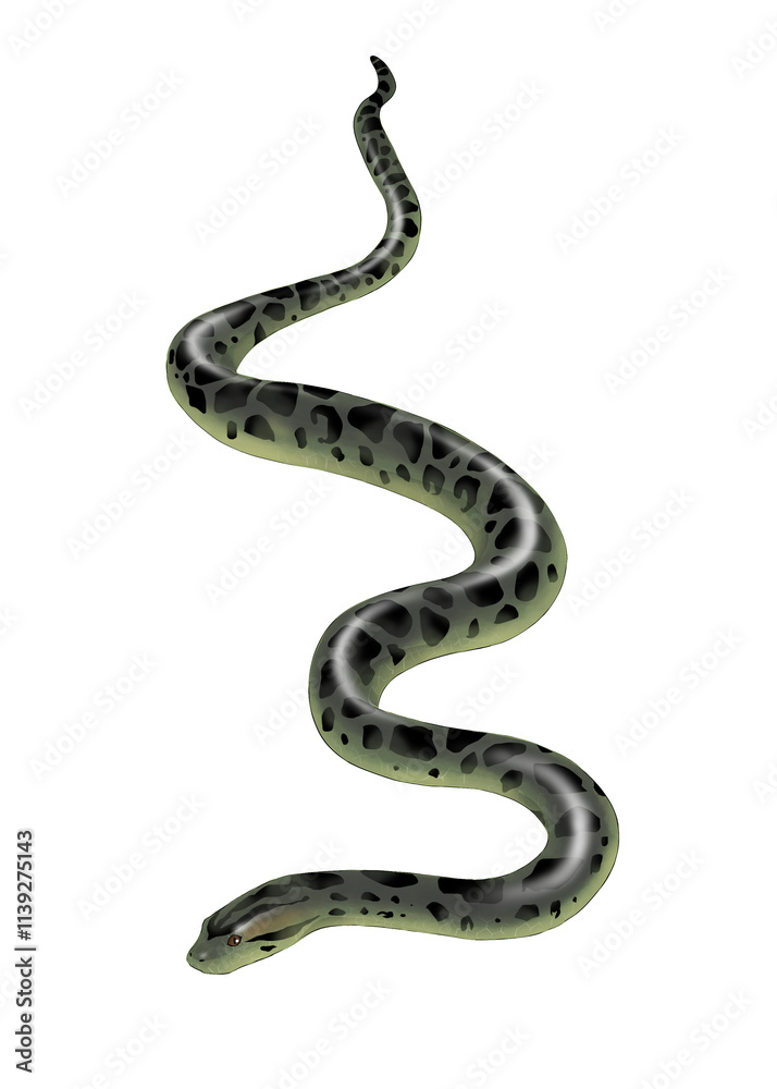 giant anaconda isolated on white giant anaconda isolated on white