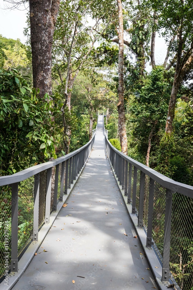 Canopy Walkway Through Lush Green Rainforest Treetops, Penang Hill, Malaysia Canopy Walkway Through Lush Green Rainforest Treetops, Penang Hill, Malaysia