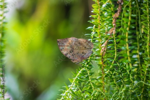 Camouflaged Leafwing Butterfly on Green Foliage photo