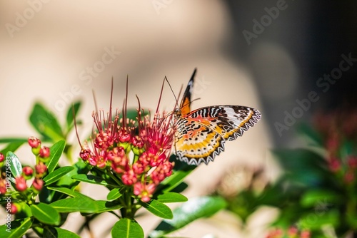 Cethosia Butterfly Resting around the Flowers photo