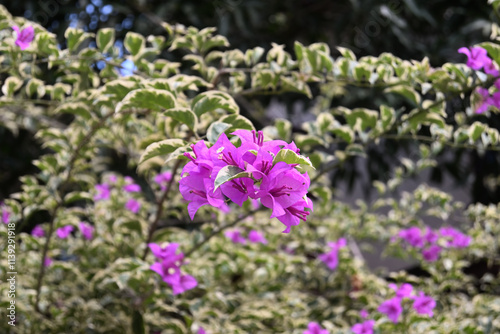 A bunch of purple flowers is blooming on the twig of a variegated bougainvillea tree