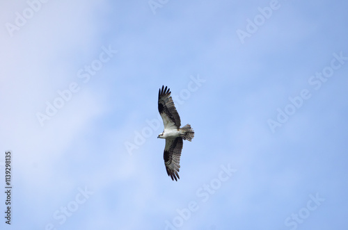 osprey in flight