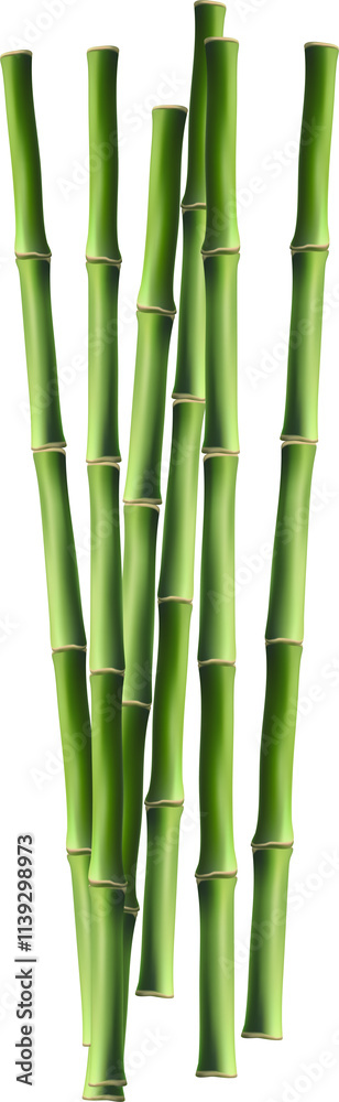 Bamboo with stalk, branch and leaves.Green bamboo grove. Banner design. illustration on transparent, png.realistic style Bamboo with stalk, branch and leaves.Green bamboo grove. Banner design. illustration on transparent, png.realistic style