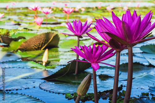 Scenic beautiful view nature of Red Lotus Lake. Pink water lilies nymphaeaceae blooming on the lake. Nature of beautiful red lotus marine of Thailand. Beautiful pink lotus flowers in lake of lotus. photo