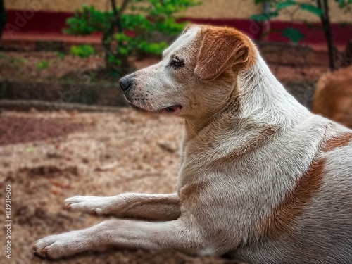 portrait of a beautiful dog