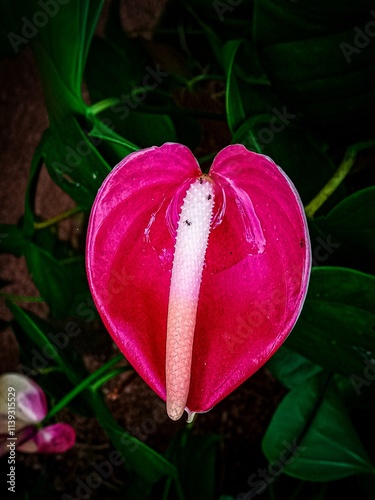 pink tulip in the garden