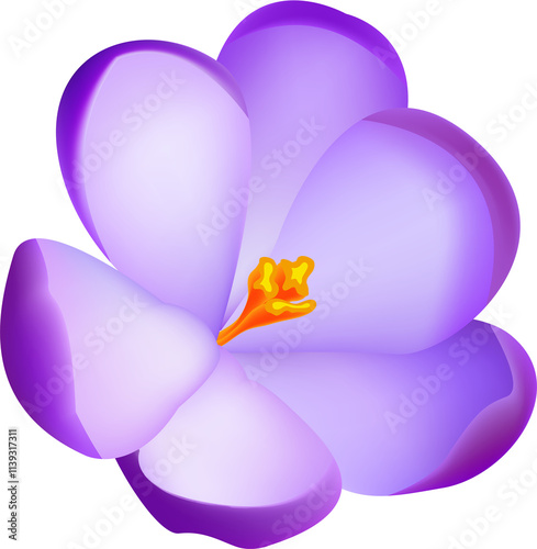 crocus flowers purple . crocus flowers in spring  for postcards, posters, prints . crocuses. First spring flowers in realistic style. on transparent, png photo