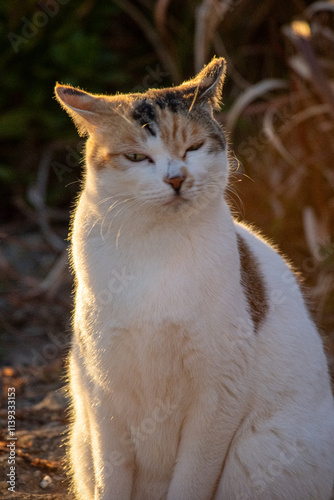 ボス猫