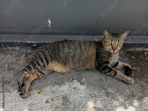 A striped cat relaxing on the side of the road