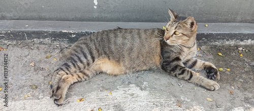 A striped cat relaxing on the side of the road