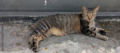 A striped cat relaxing on the side of the road
