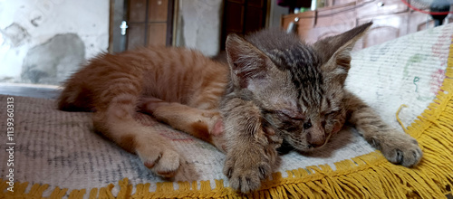 Two kittens sleeping soundly on the carpet