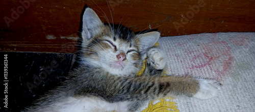 Two kittens sleeping soundly on the carpet