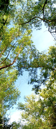 A shady and cool tree on a sunny day