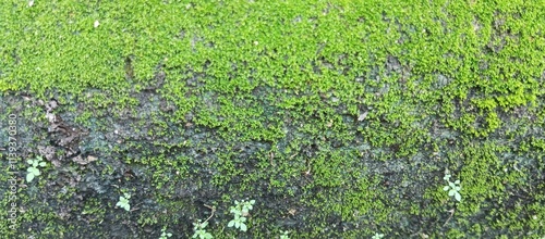 Lush green moss on the walls and roadside