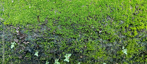 Lush green moss on the walls and roadside