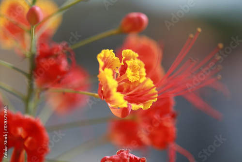 flower bloom