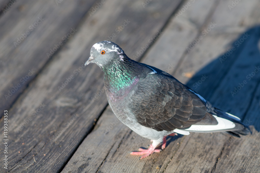 Obraz premium close up portrait of pigeon on boards