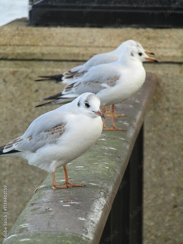 Fototapeta premium A groups of Gulls