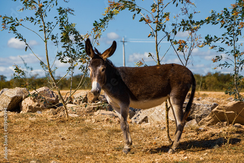 little donkey, burro, jumento no sertão