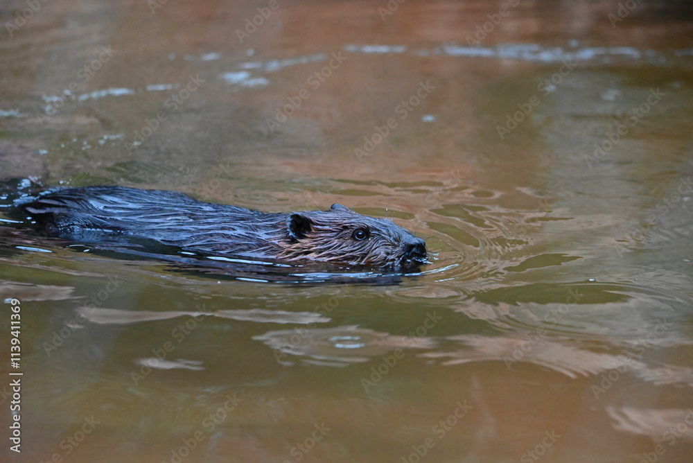 Obraz premium さっそうと泳ぐアメリカンビーバー