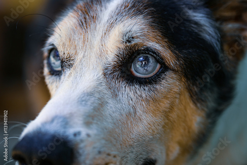 portrait of a dog