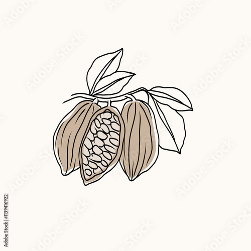 Hand drawn doodle cacao branch illustration