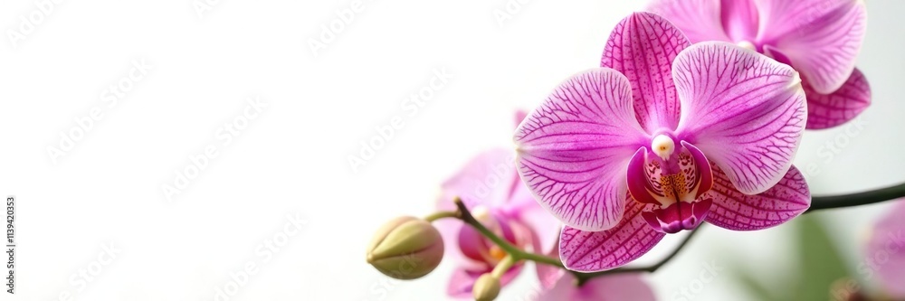 Fototapeta premium Majestic Peacock Orchid with full bloom on white background, garden, flowers, bloom