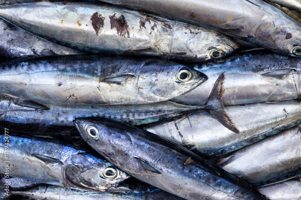 Mackerel fish, the perfect east coast catch, Amed, Bali, Indonesia Mackerel fish, the perfect east coast catch, Amed, Bali, Indonesia