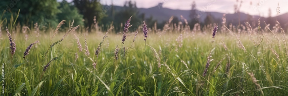 Obraz premium Soft focus on a field of tall grasses in shades of green and purple against an abstract background with hints of soft pink, peaceful, wildflowers