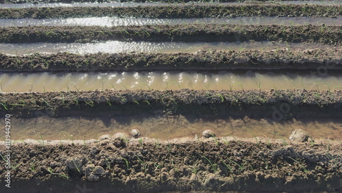 Slow motion video of early stage onion plantation