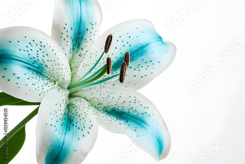 A close-up of a white lily flower with delicate blue accents on the petals and dark stamens, isolated on a clean white background.  .