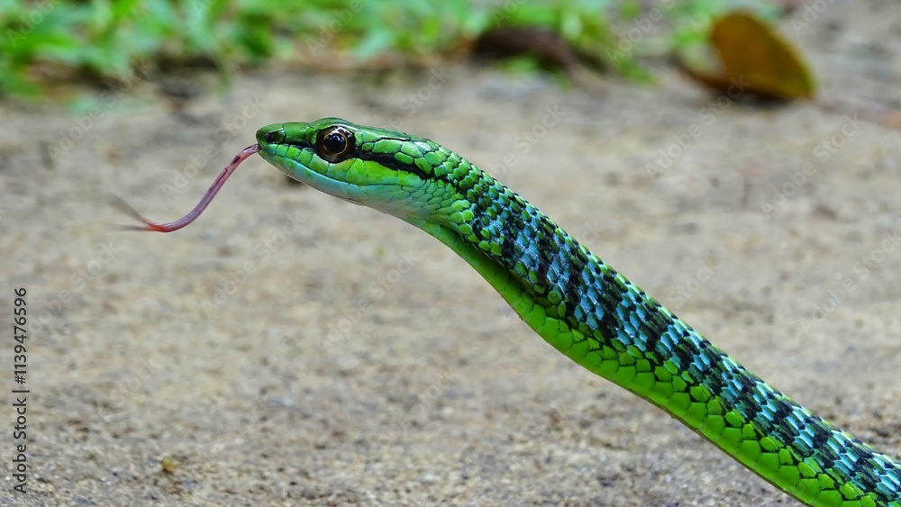 Fototapeta premium Andaman Green Bronzeback Tree Snake, Dendrelaphis andamanensis, Anderson, 1871, NON VENOMOUS, COMMON Endemic to Andaman and Little Andaman Islands