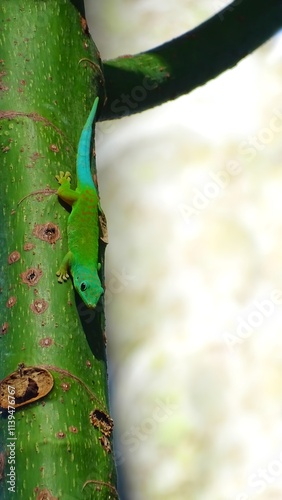 Andaman day gecko, Phelsuma andamanensis endemic to the Andaman Islands of India. It is a small, slender lizard, has a bright green colour photo