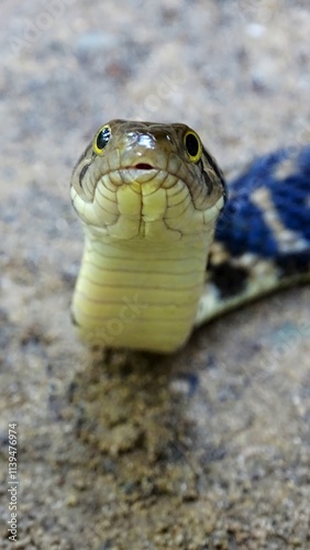 Andaman Keelback Water Snake,  Xenochrophis tytleri  Blyth, 1863, face closeup, NON VENOMOUS, COMMON Endemic to Andaman and possibly Nicobar Islands, India photo