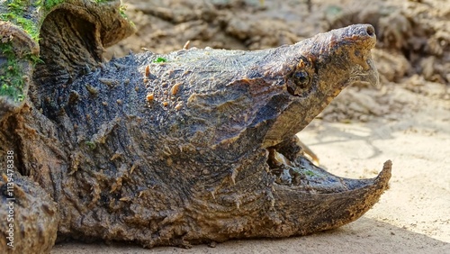 Alligator snapping turtle face closeup, Macrochelys temminckii. Family: Chelydridae. Native to freshwater habitats in the United States. Heaviest freshwater turtles in the world. USA