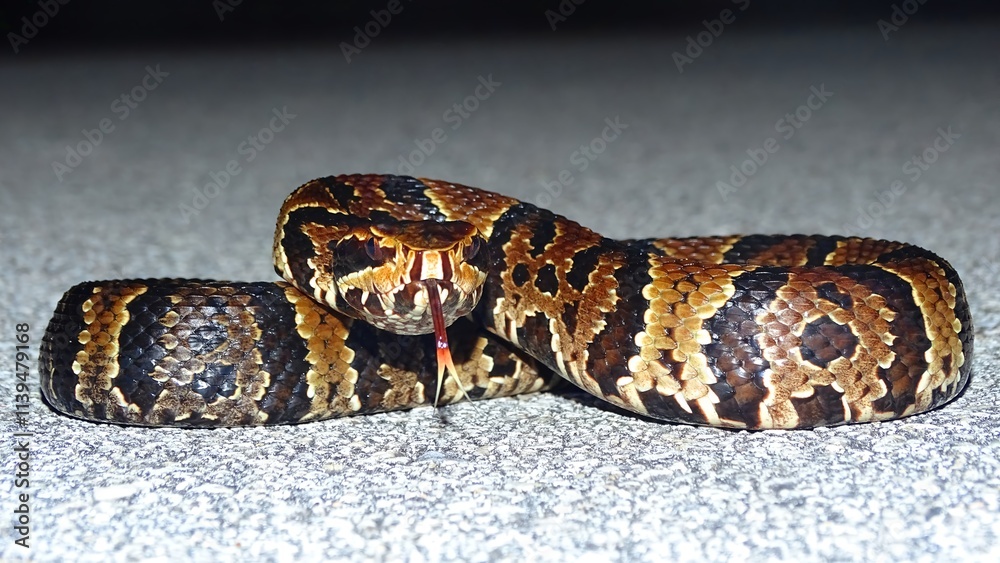 Agkistrodon piscivorus conanti, Florida cottonmouth or green-tailed moccasin. Pitviper. VENOMOUS. Found in the southeastern United States, particularly in Florida. Agkistrodon piscivorus conanti, Florida cottonmouth or green-tailed moccasin. Pitviper. VENOMOUS. Found in the southeastern United States, particularly in Florida.