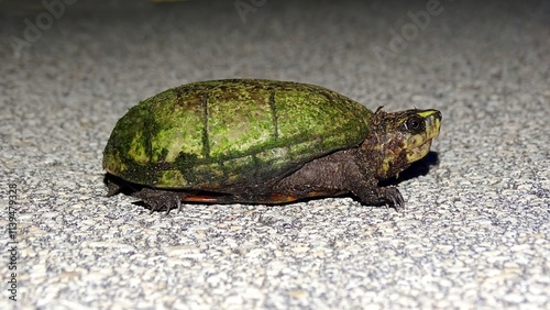 Florida Mud Turtle, Kinosternon subrubrum steindachneri. Species is endemic to the state of Florida in the United States photo