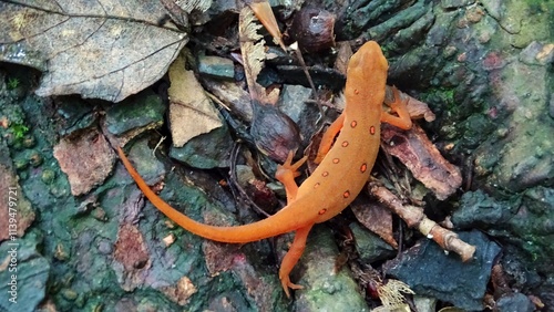 Red-spotted Newt,  Notophthalmus viridescens. Common newt of eastern North America. It frequents small lakes, ponds, and streams or nearby wet forests