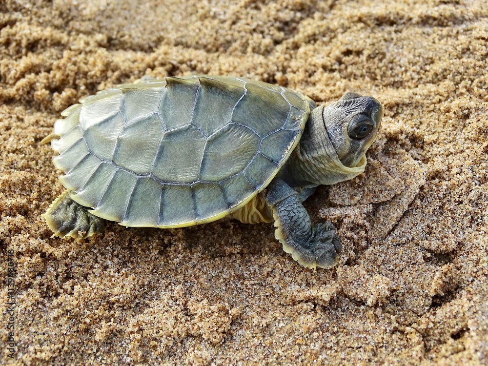 Fototapeta premium The red-crowned roofed turtle or Bengal roof turtle hatchling, Batagur kachuga is a species of freshwater turtle endemic to South Asia.Critically Endangered. Chambal region, India