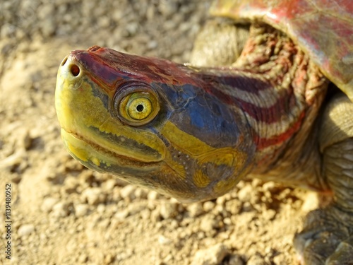 The red-crowned roofed turtle or Bengal roof turtle face closeup, Batagur kachuga is a species of freshwater turtle endemic to South Asia. Critically Endangered. Chambal region, India