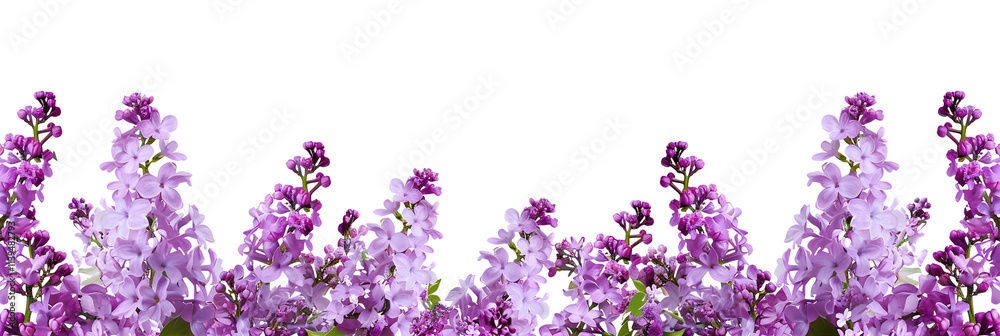 Purple lilac flowers isolated on white Purple lilac flowers isolated on white