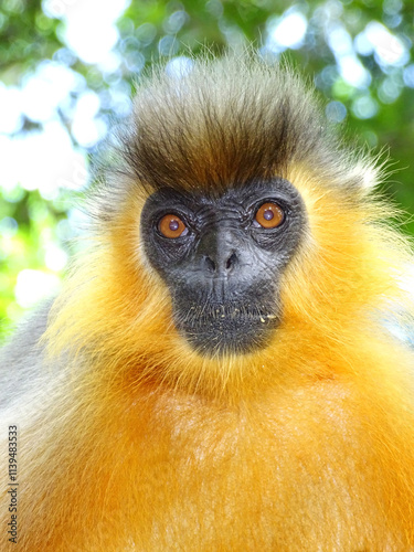 Capped langur, Trachypithecus pileatus, Assam, India. It is native to Bangladesh, Bhutan, India, and Myanmar. photo